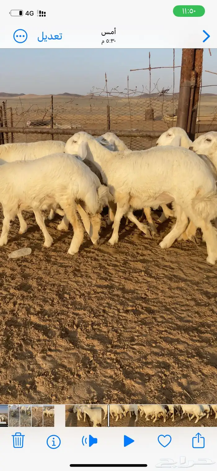 رخال صنف مقاني طيبة 6