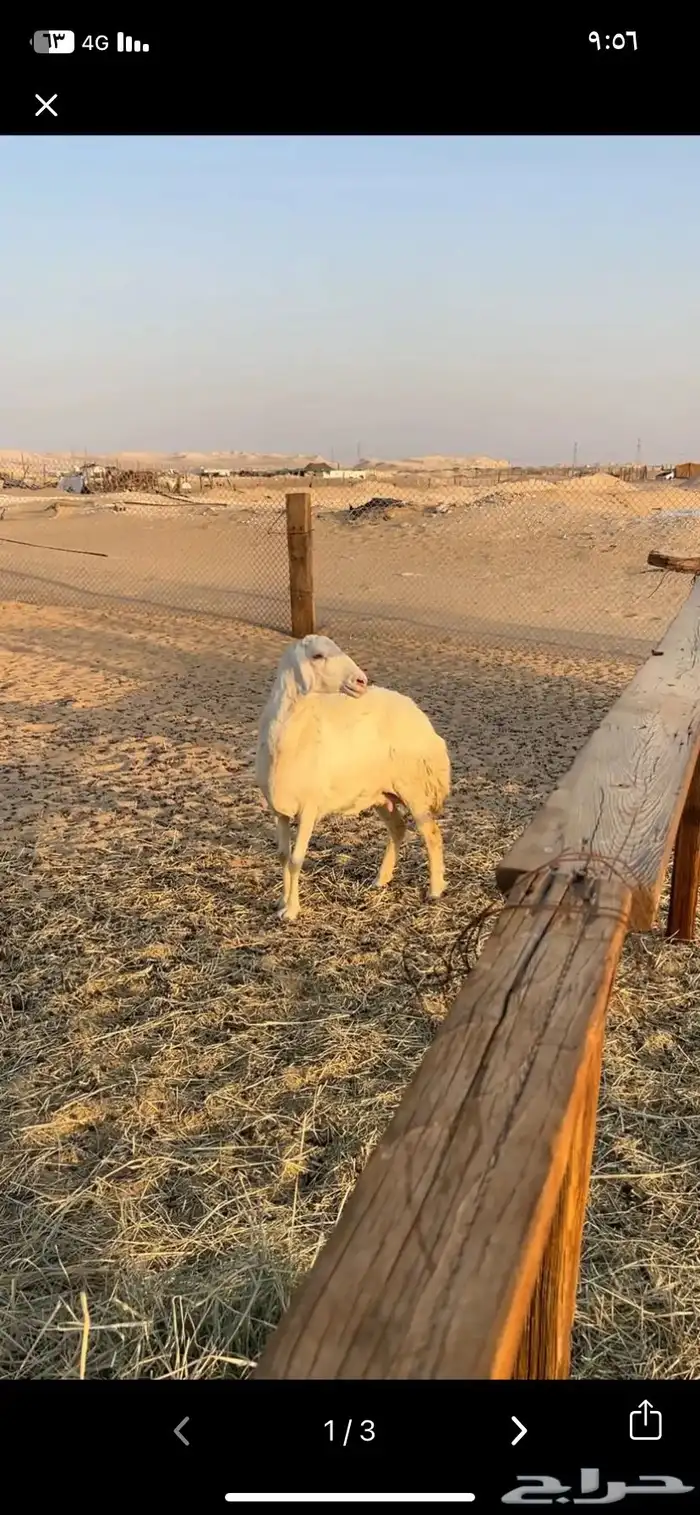 حريه توها طالعه رباعياتها جرمها طيب وشبب وسلم 1