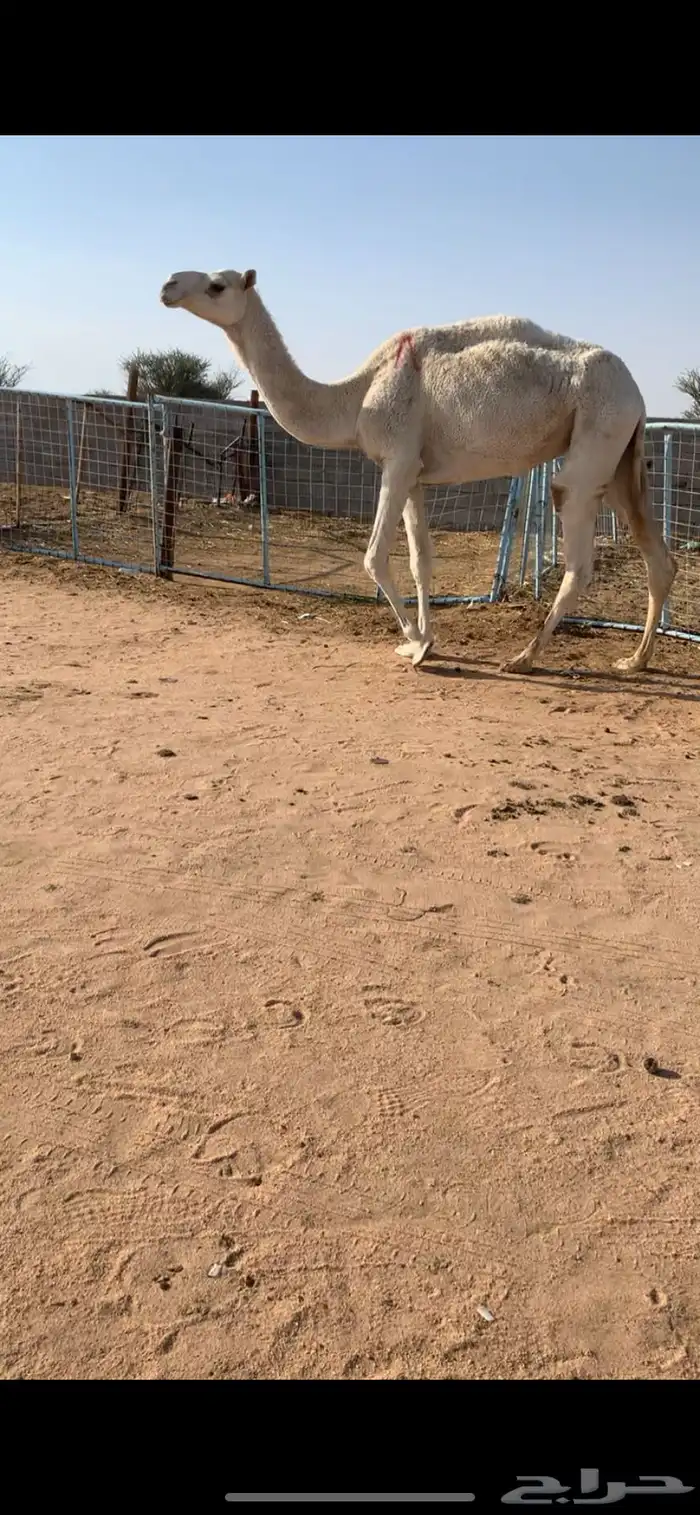 للبيع ضريبه وضحا سنها سديس 2