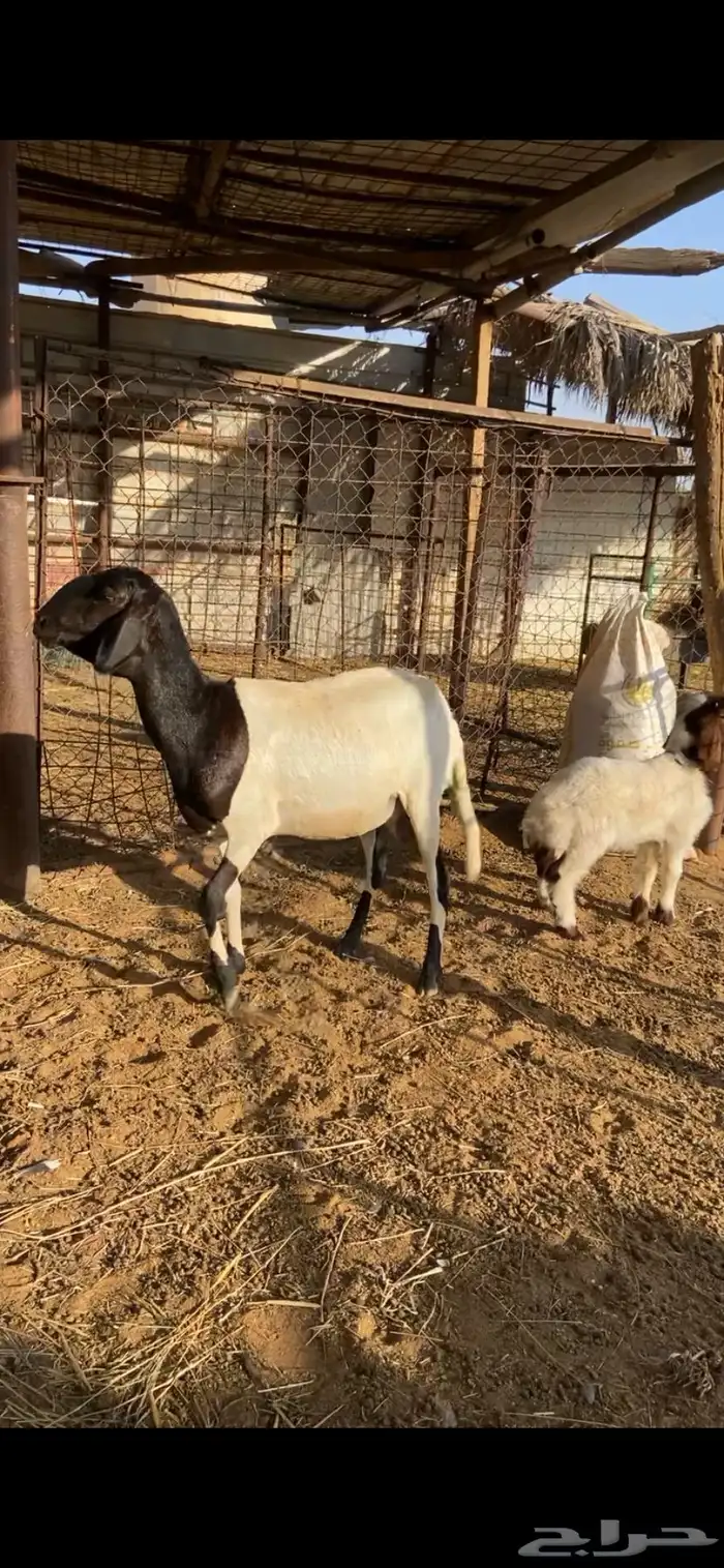رباعيه حدرها خروف نعيمي 2