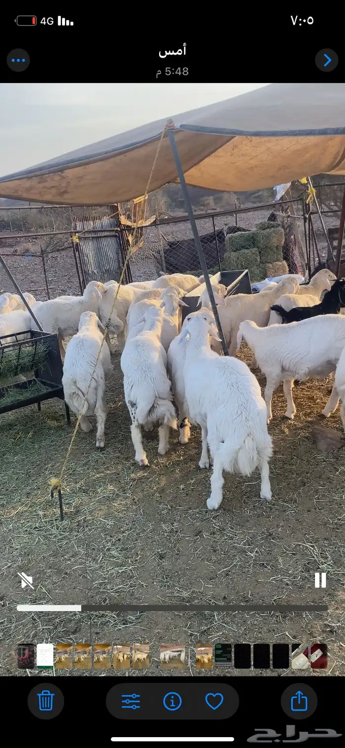 طليان جبره 3