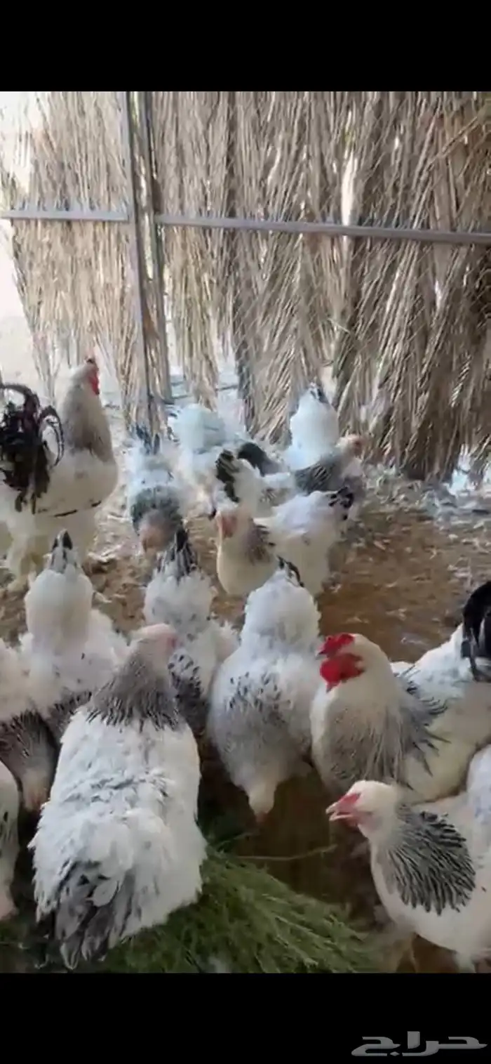 دجاج براهما كولمبي بياض 1