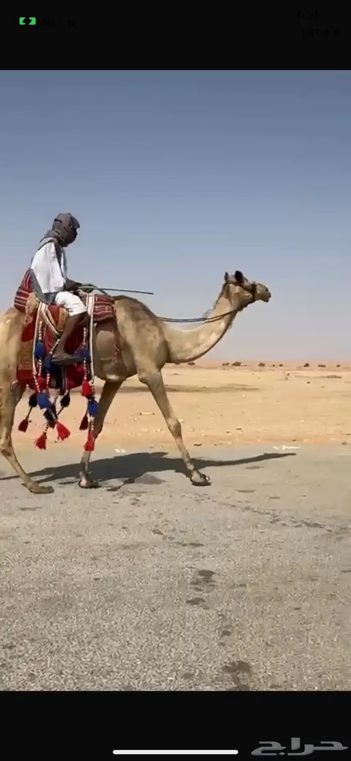 للبيع رحول 1