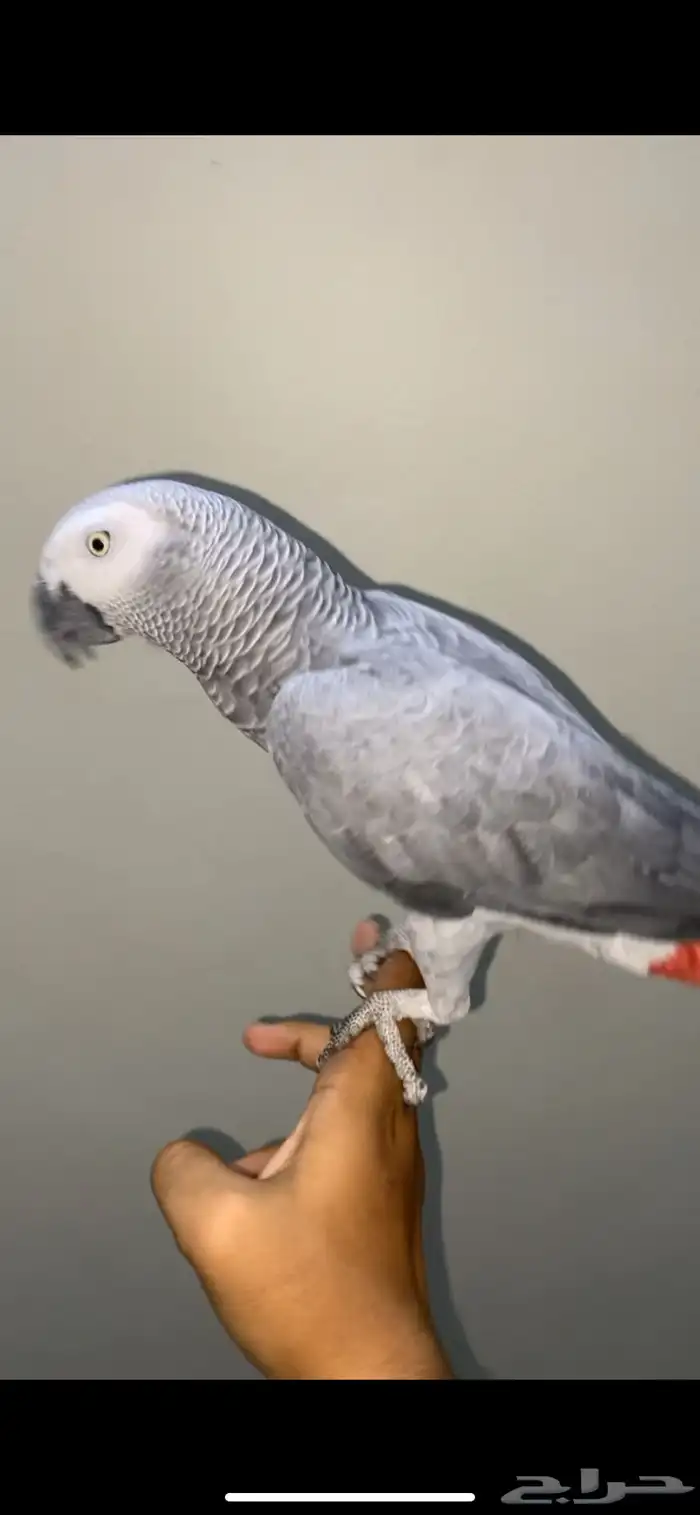 كاسكو متكلم 1