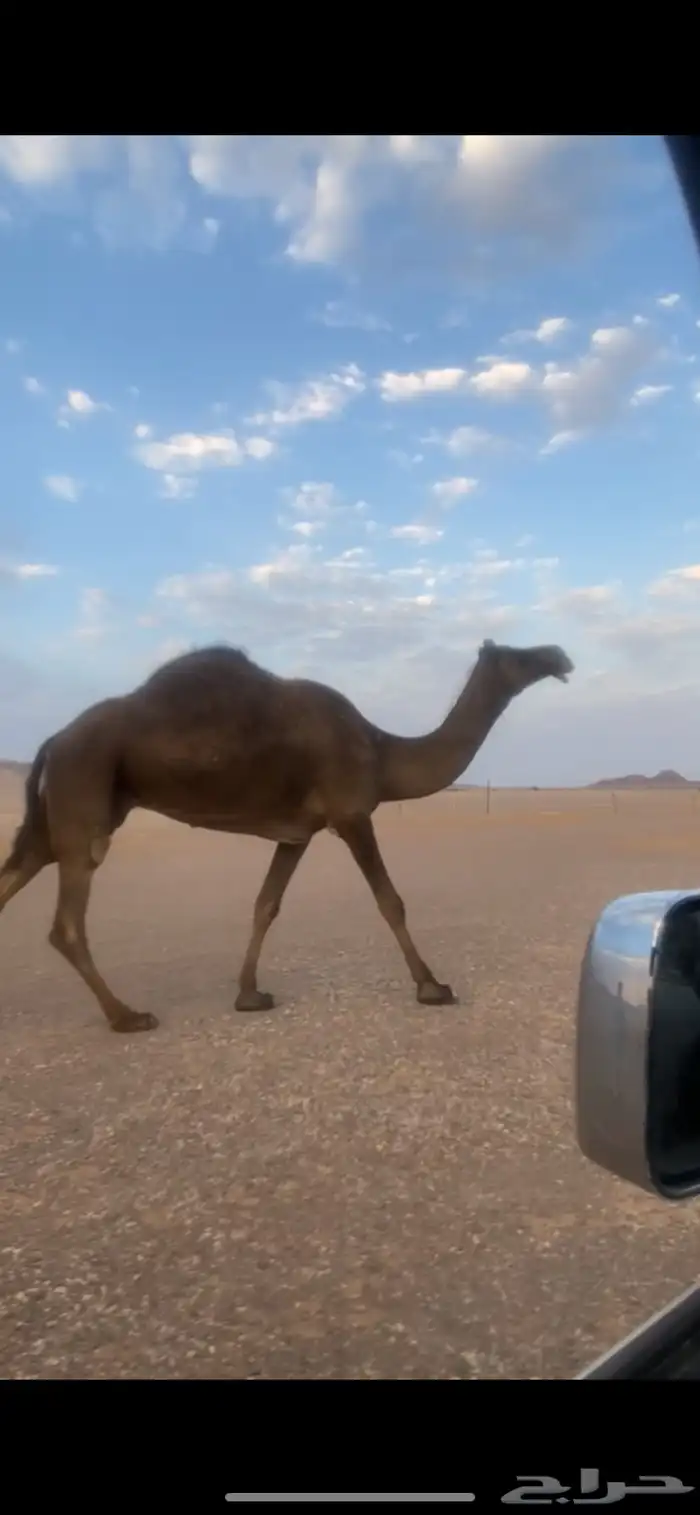 للبيع 3