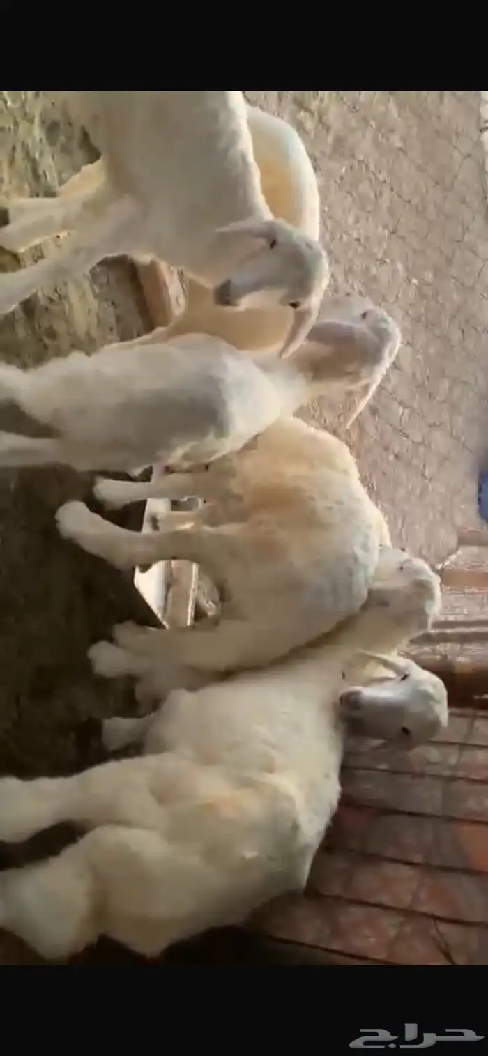 طليان للبيع بهم نضيف 2