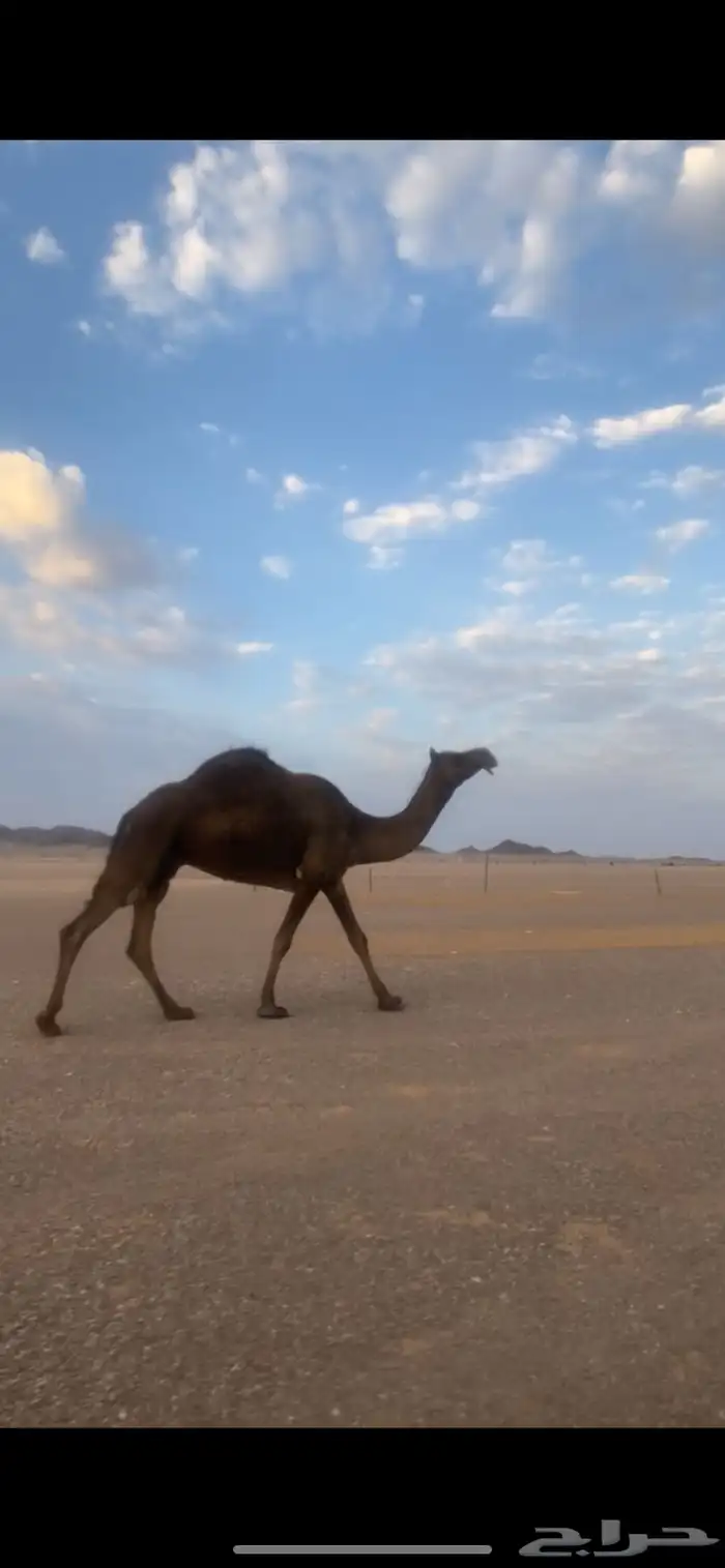 للبيع 0