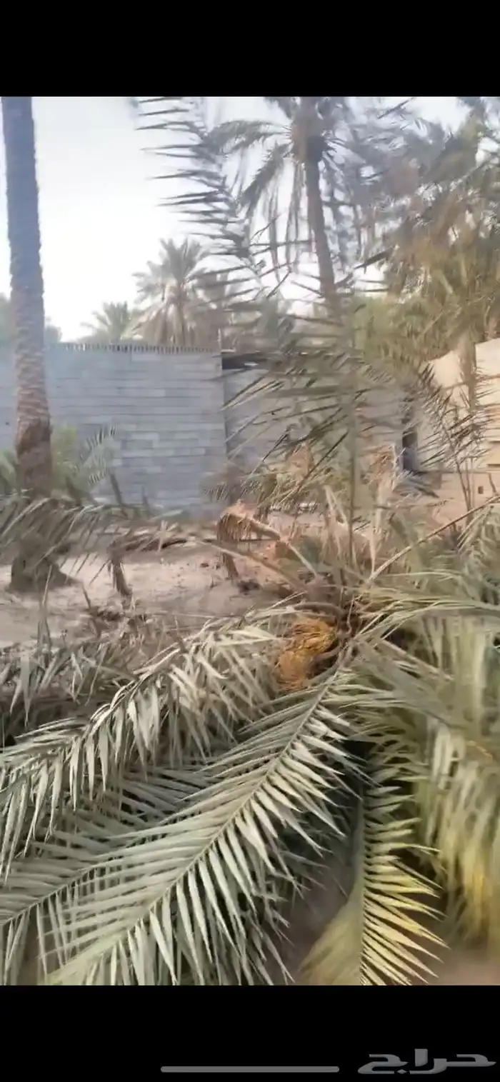 نخل العدد 5 طولهم من 4الى 5متر تقريبا 1