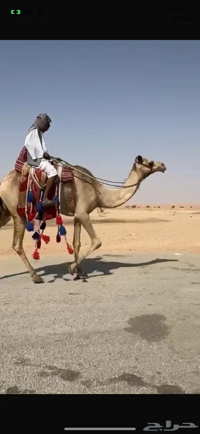 للبيع رحول 0