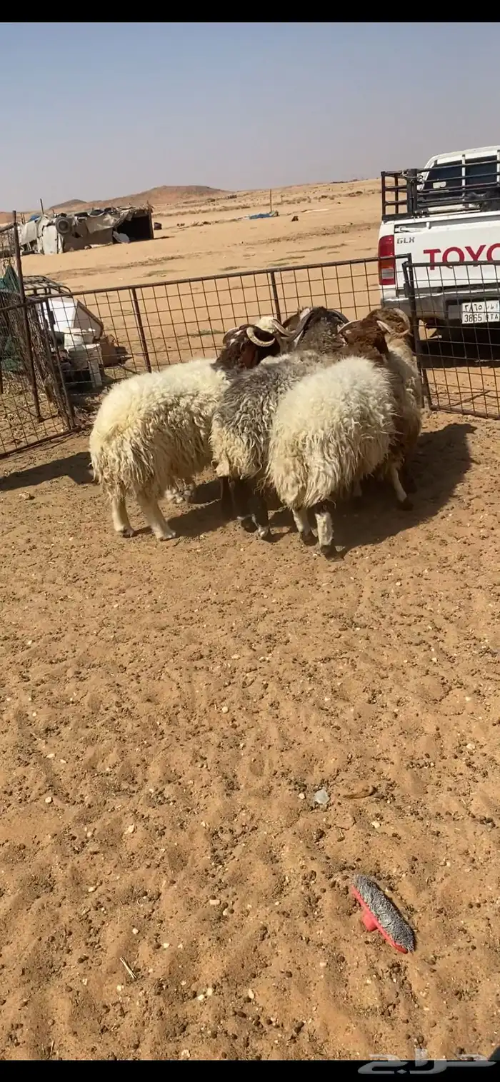 خرفان جبره 1