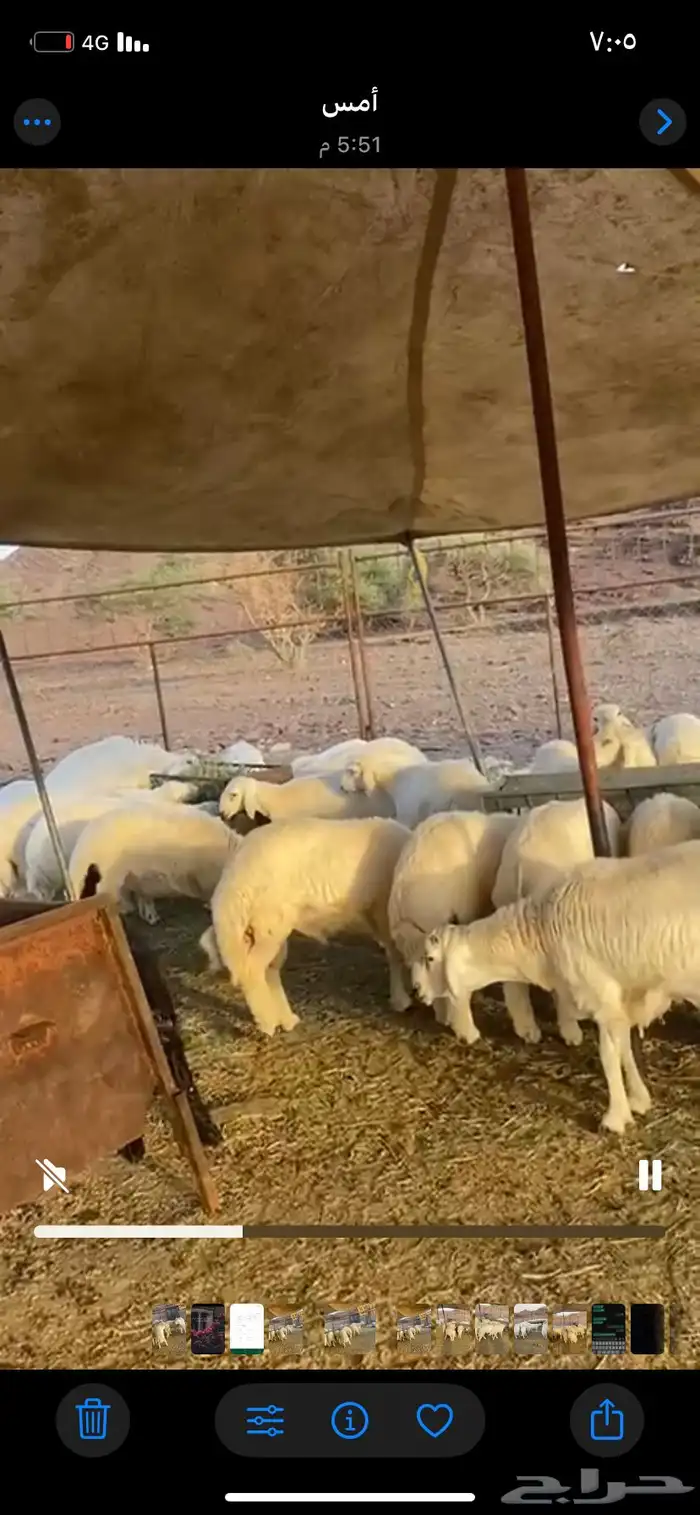 طليان جبره 2