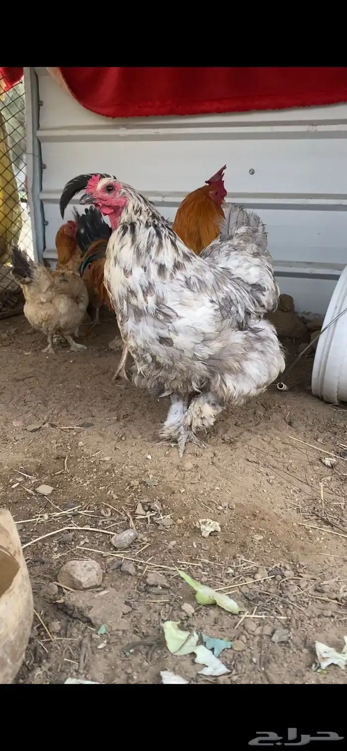 دجاج بلدي وبراهما 0
