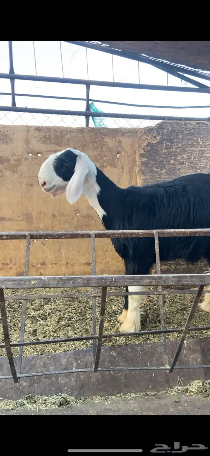 طلي مشروع فحل 2