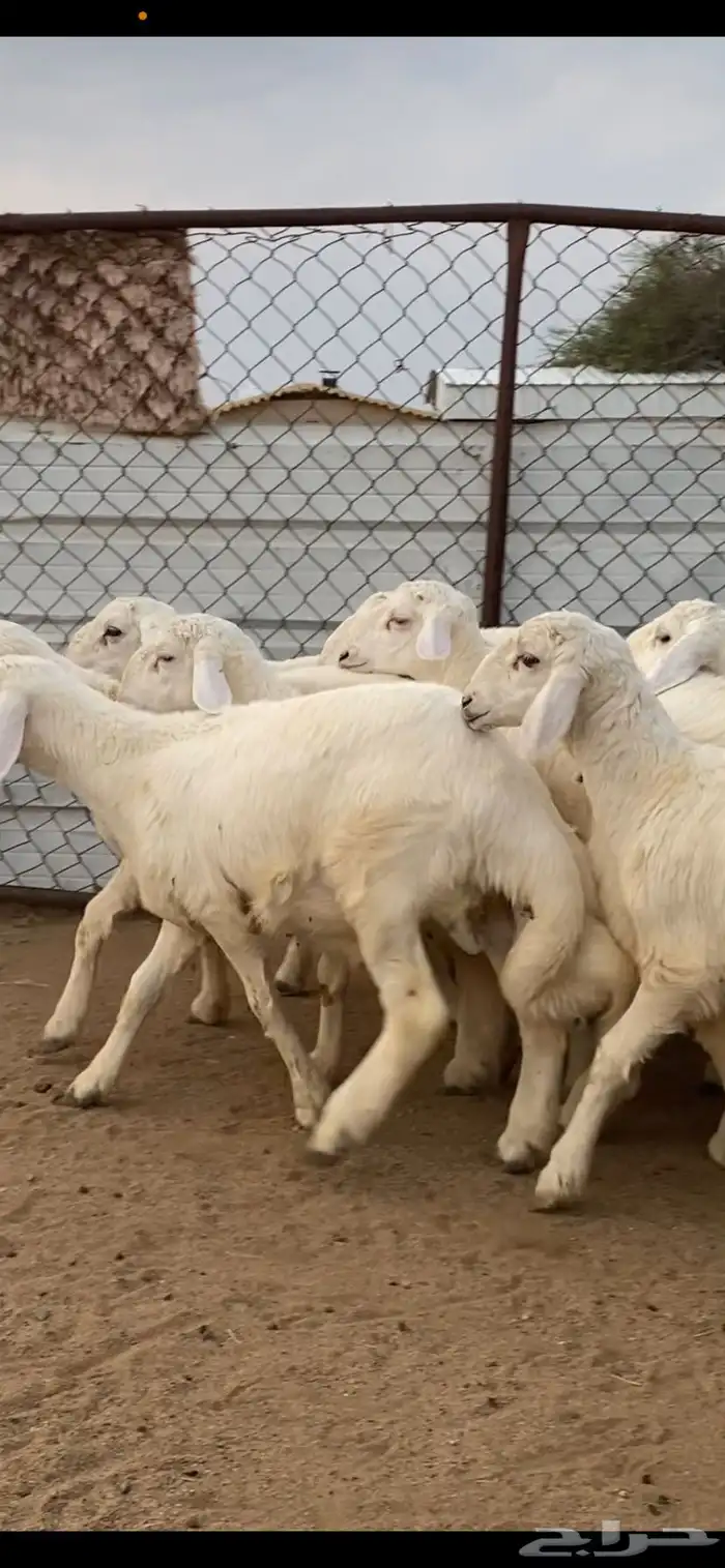 11 خروف كفو كفو وفيها مشاريع 2