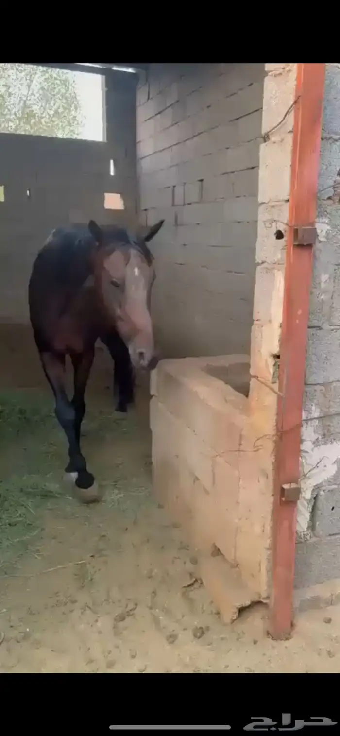 خيل للبيع 0
