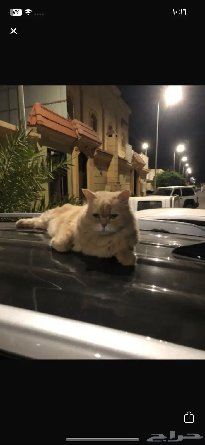 قط ضايع 0
