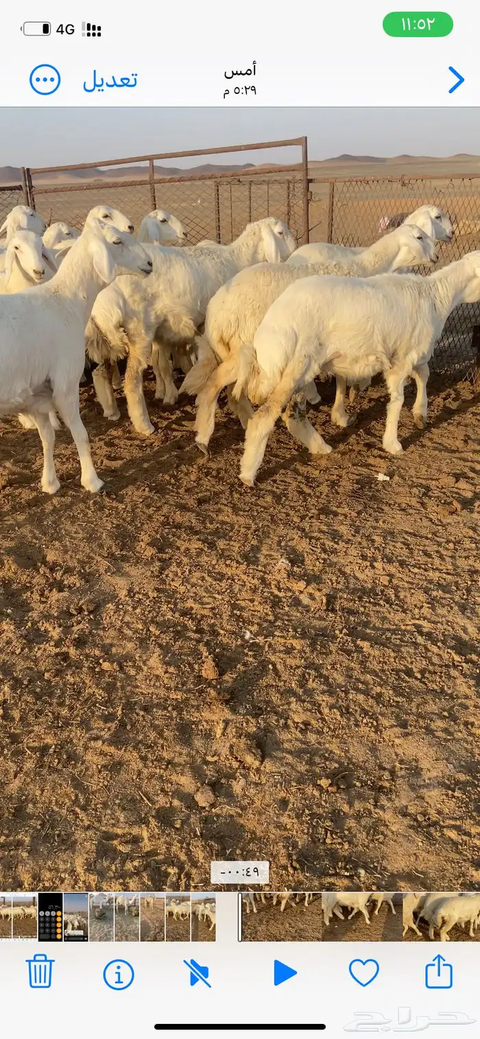 رخال صنف مقاني طيبة 4