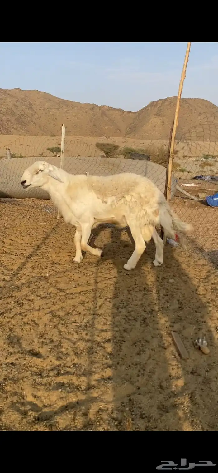 طلي فحل حري صنف الصنف 1