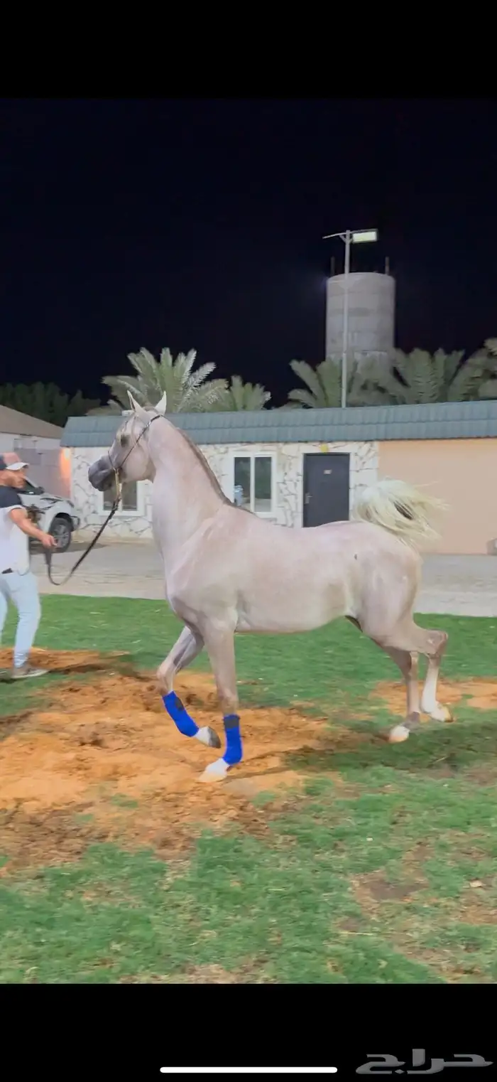 مهر شو ولد جراح المعود 0