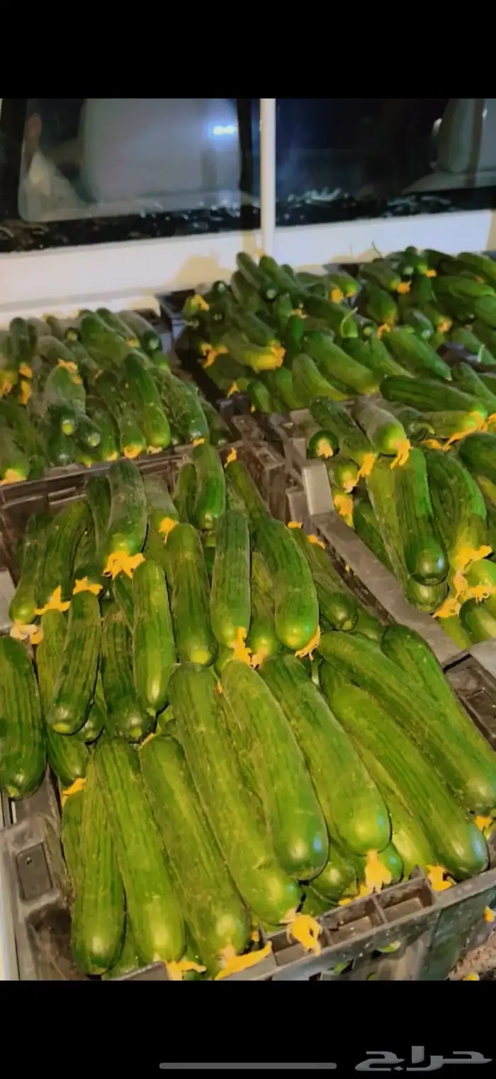 خيار قطف جديد من محميات 0