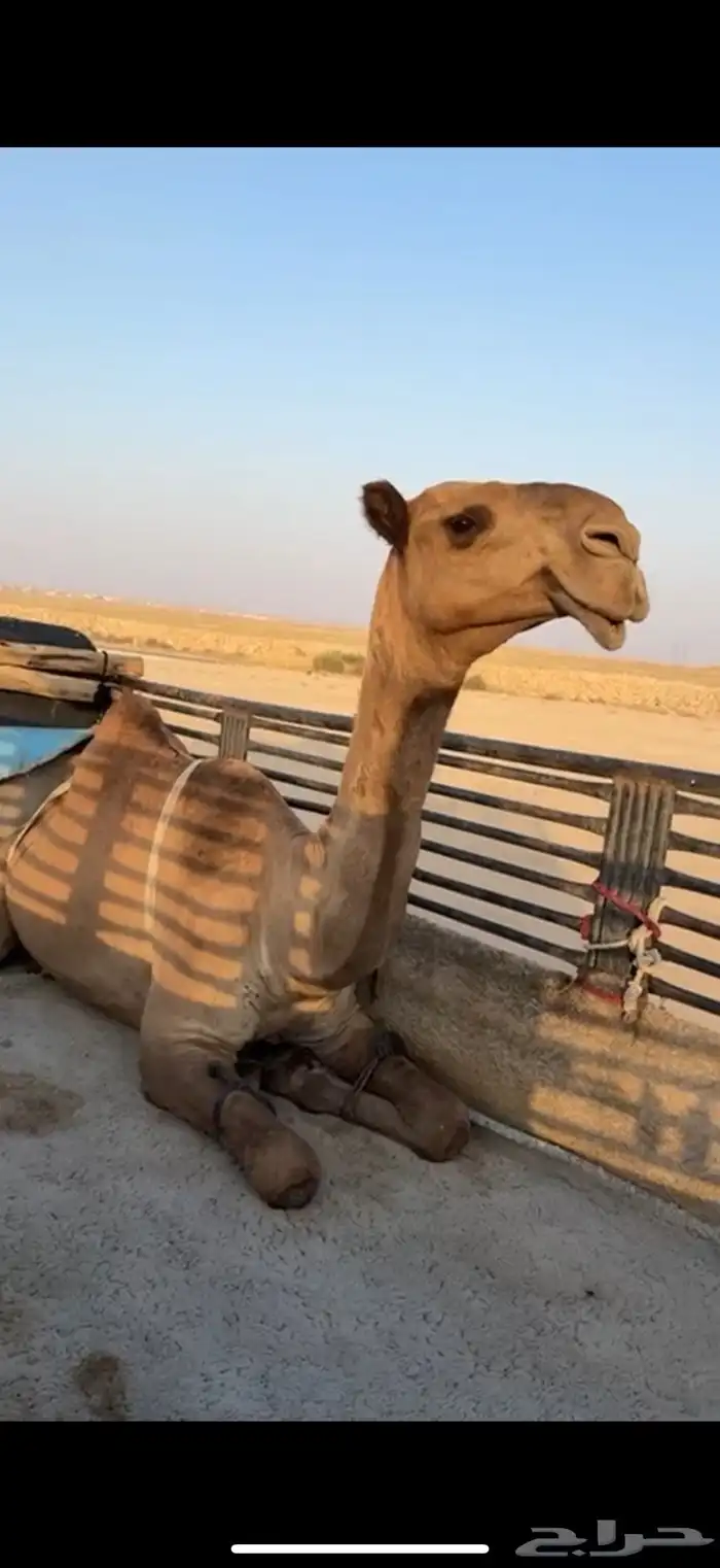 ناقه شعلا ضريبه سديس طيبه بالحيل 0