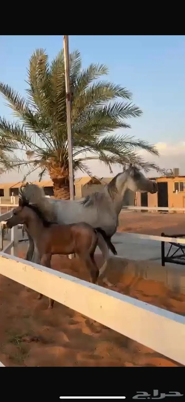 للبيع فرس عربي شعبي جميل تحته مهر. 1