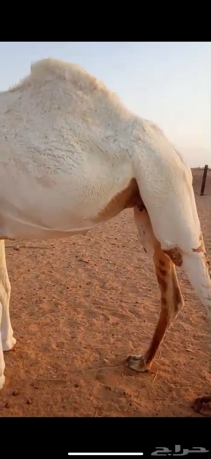 للبيع لقحه وضحى 3