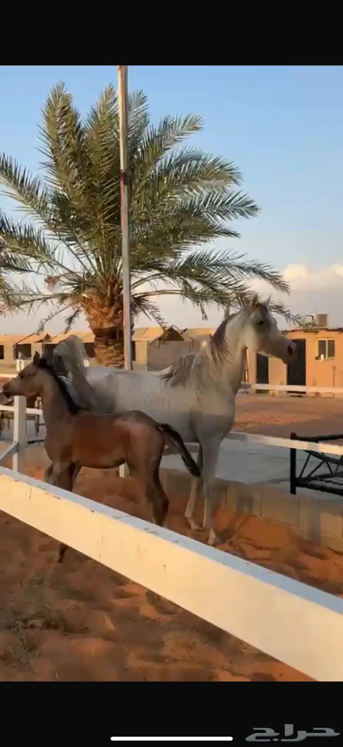 للبيع فرس عربي شعبي جميل تحته مهر. 2
