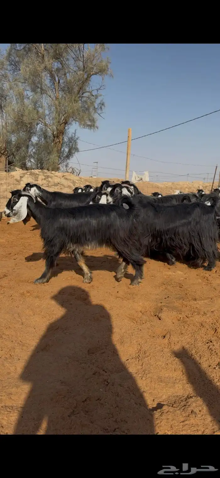 مراح معزا عوارض خصم فرصه للقاني 1