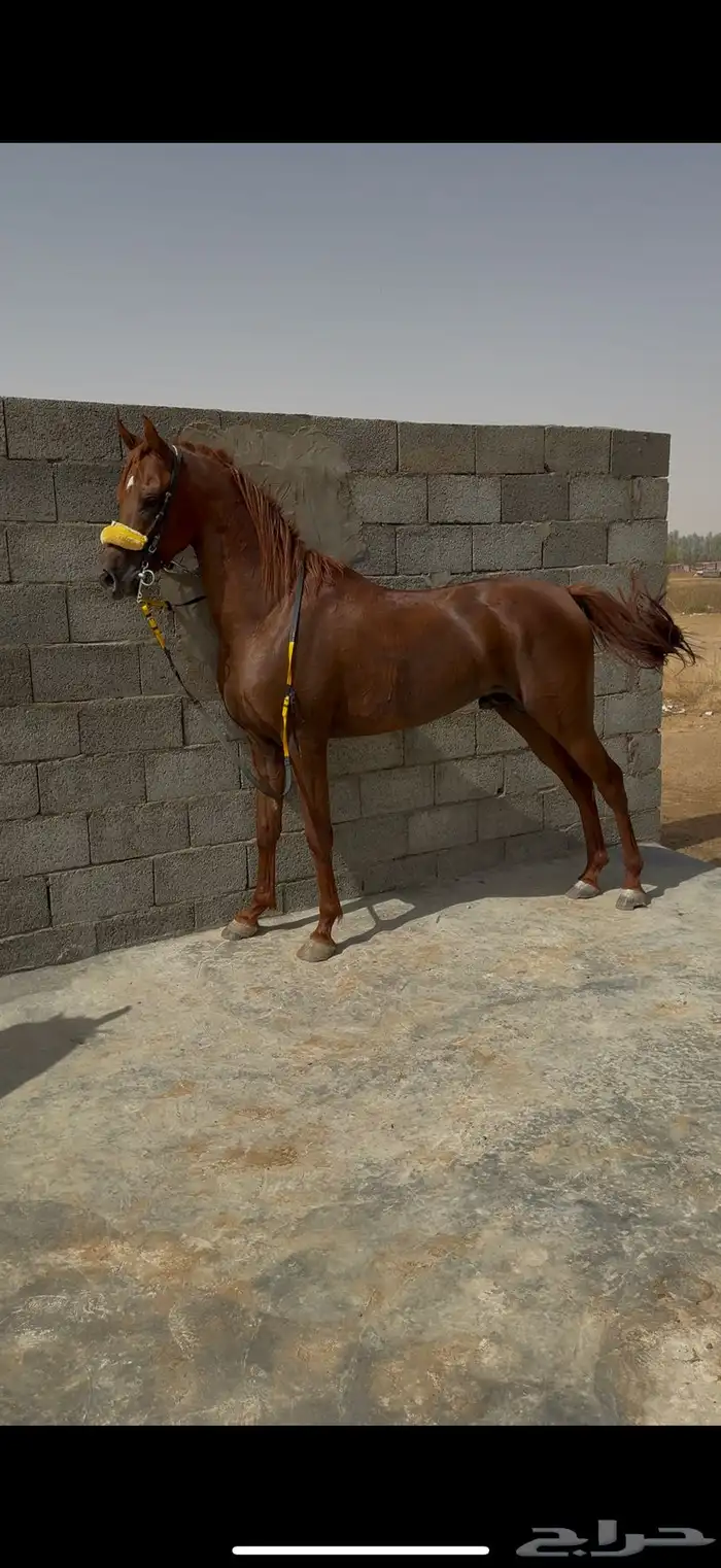 حصان شعبي 1