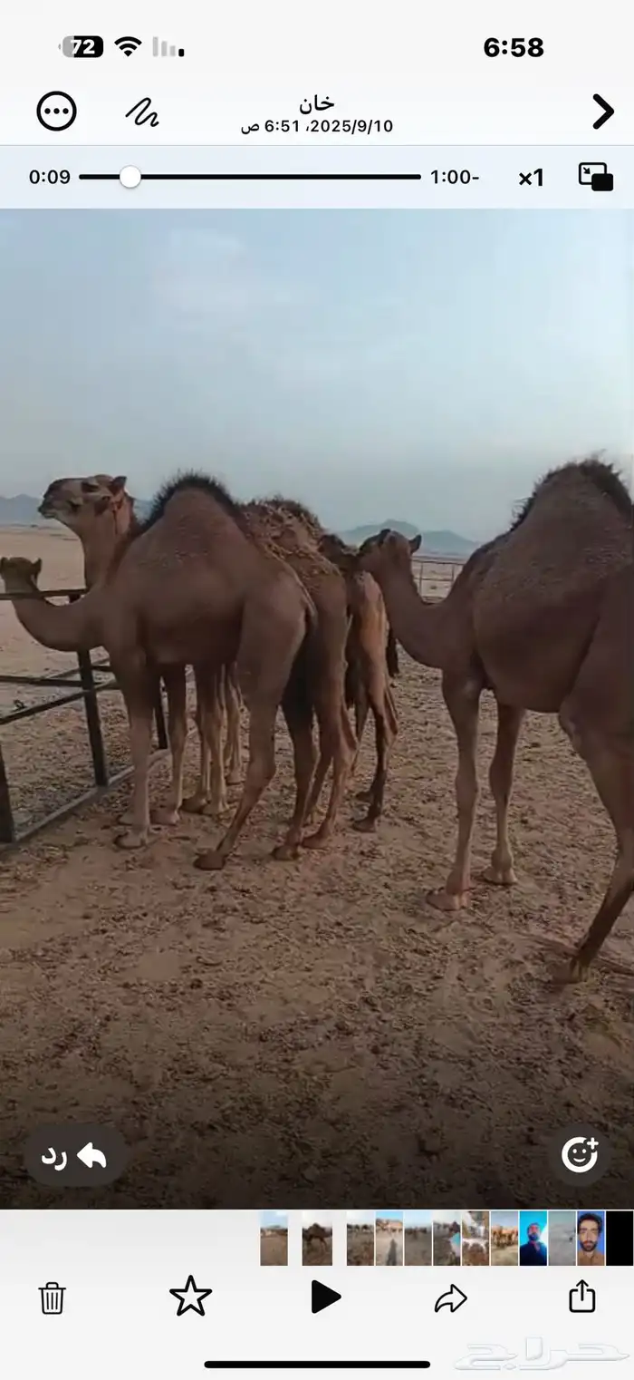 للبيع 5 قعدان سواحل على حليب امهاتها فل شحم 0