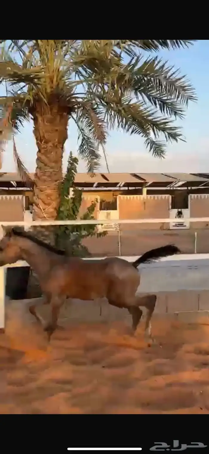 للبيع فرس عربي شعبي جميل تحته مهر. 5
