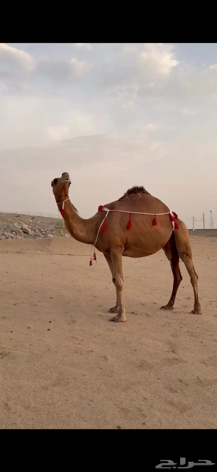 ملاقي ساحلية مزيونة 1
