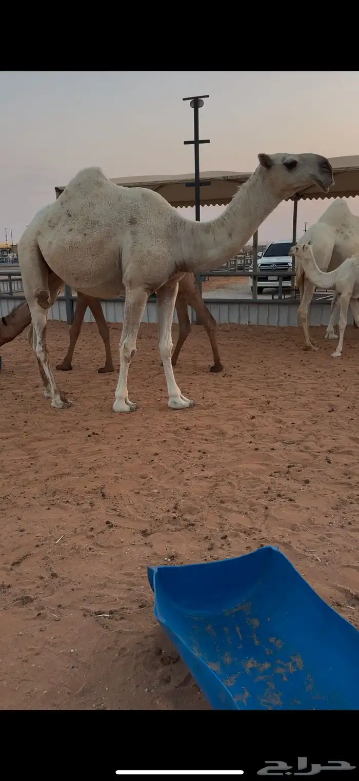 بكره وضحى كفو 0