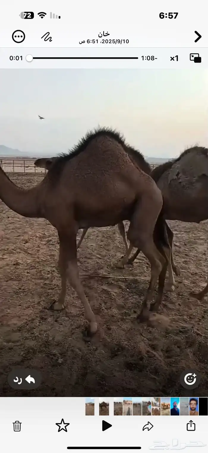 للبيع 5 قعدان سواحل على حليب امهاتها فل شحم 2