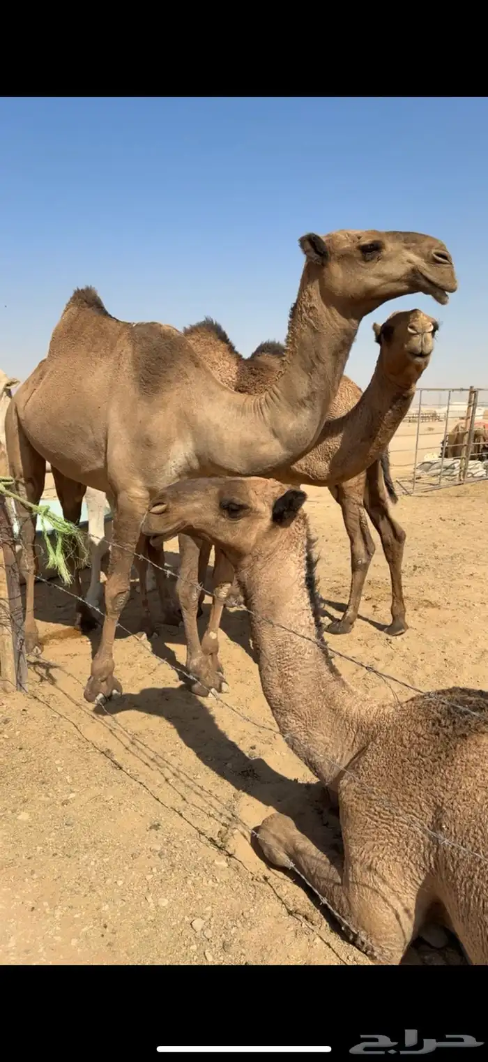 ناقه شعلا ضريبه سديس طيبه بالحيل 1