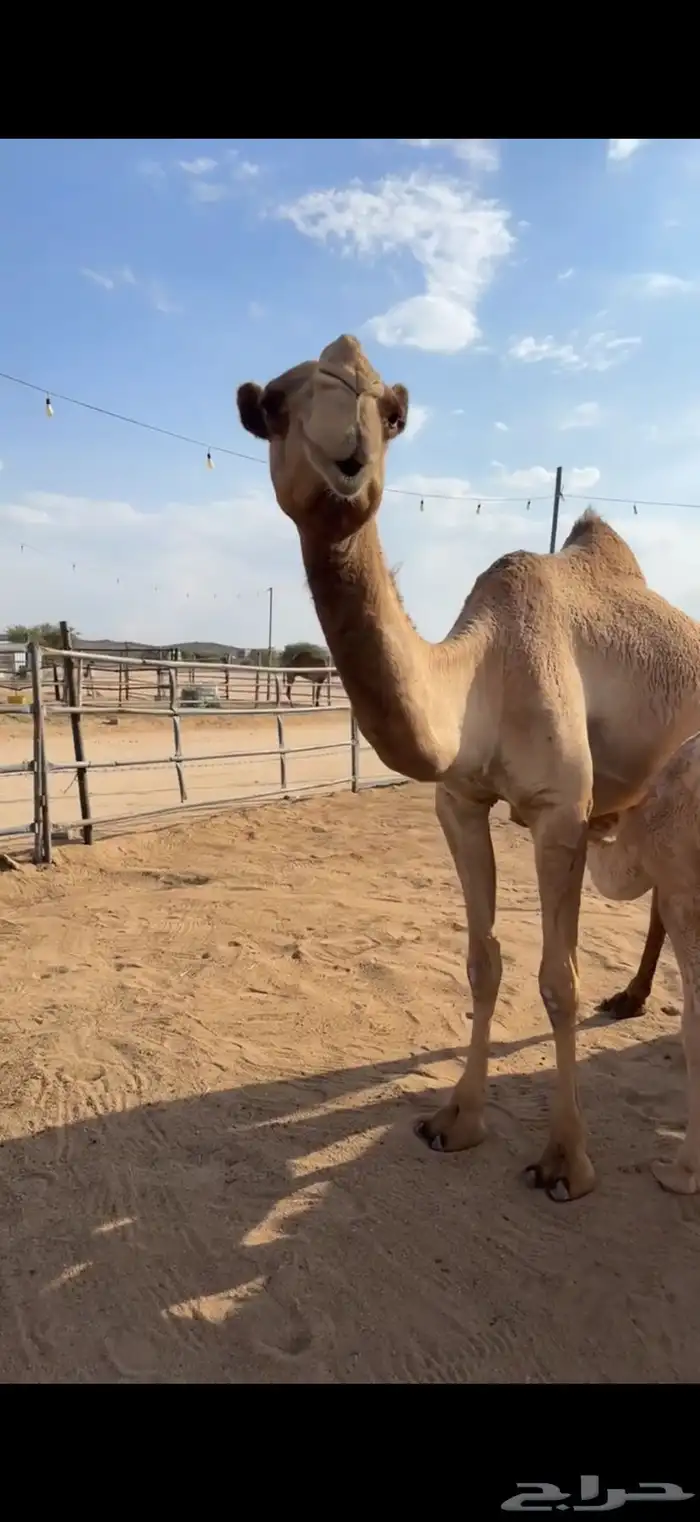 للبيع عشرا شيخه 1