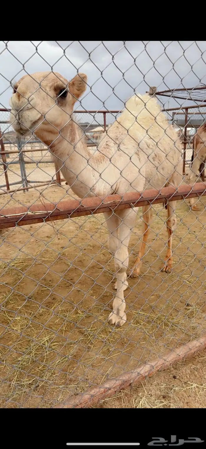 للبيع عشرا شيخه 3