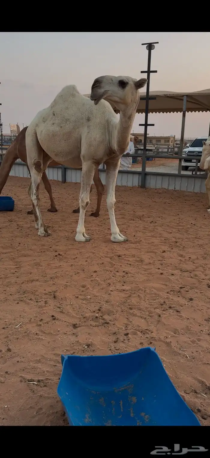 بكره وضحى كفو 1