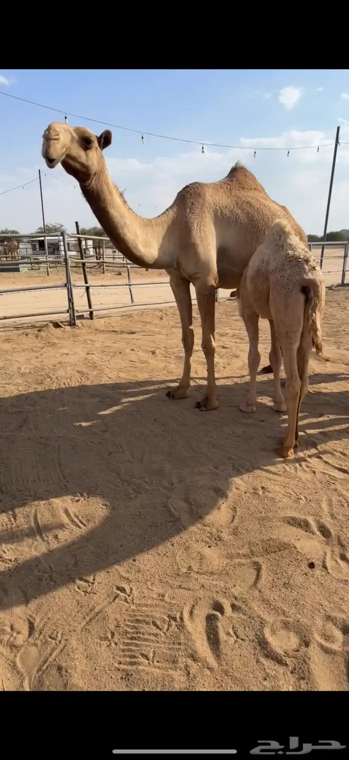 للبيع عشرا شيخه 0