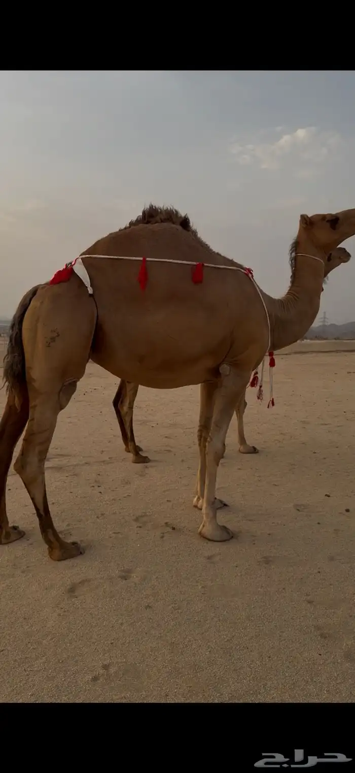 ملاقي ساحلية مزيونة 2