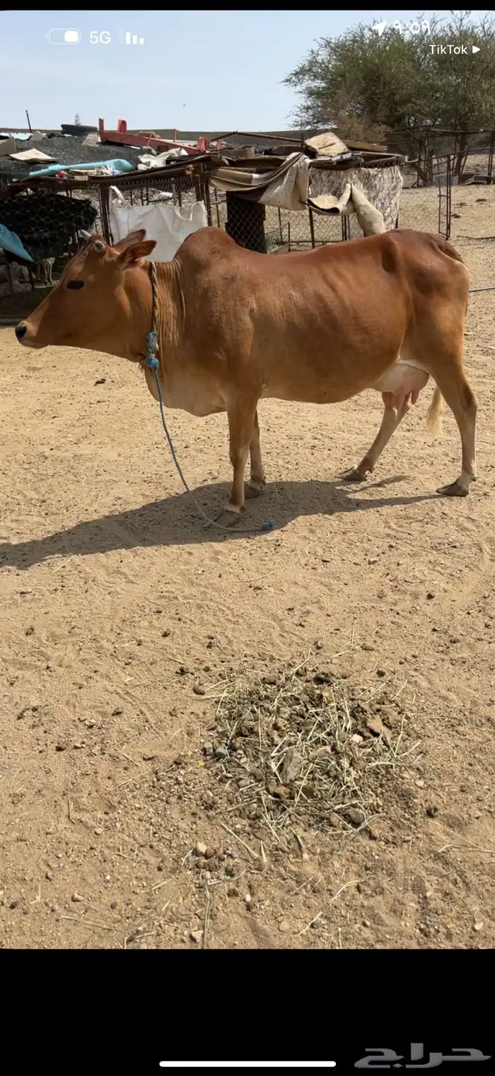 للبيع بقره خلفه 0