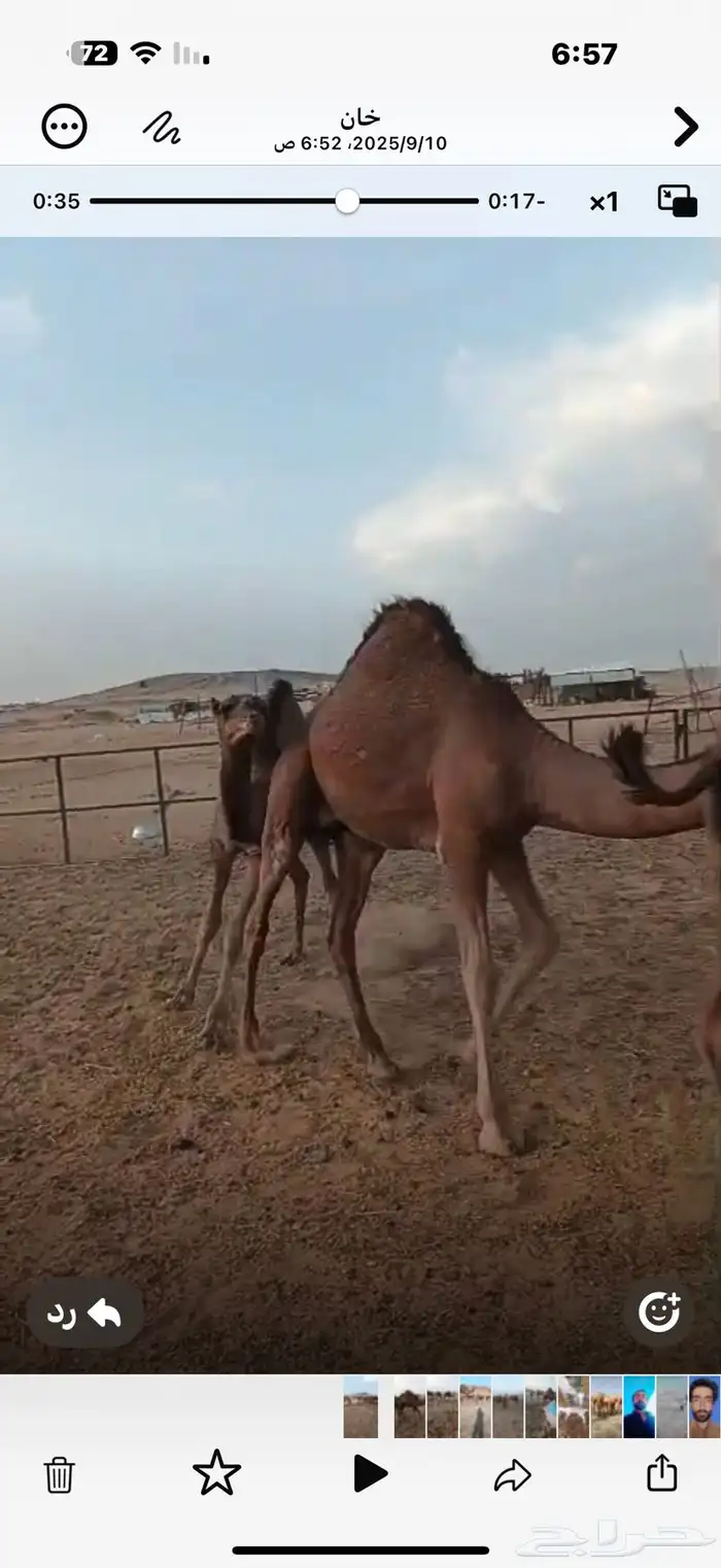للبيع 5 قعدان سواحل على حليب امهاتها فل شحم 4