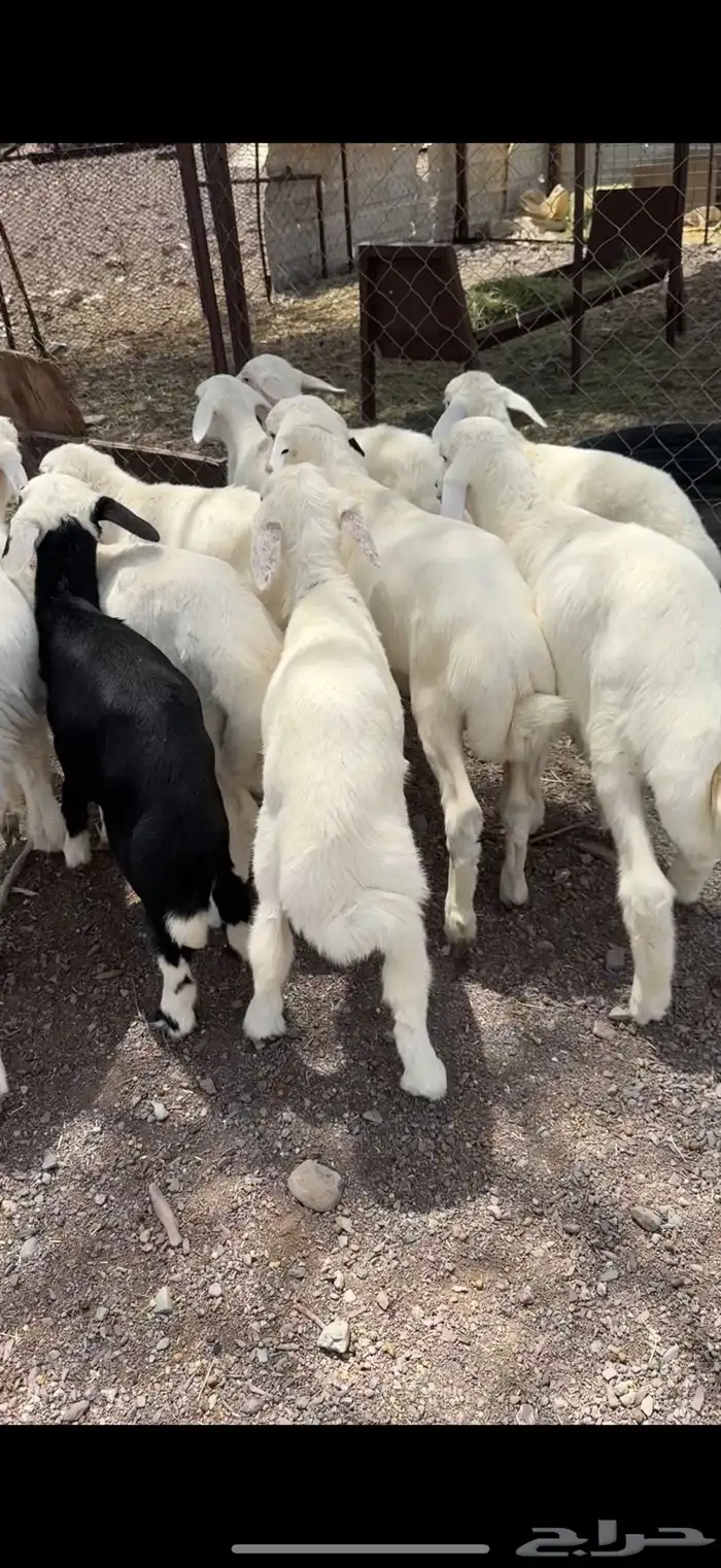 طليان تربيه طيبه 3