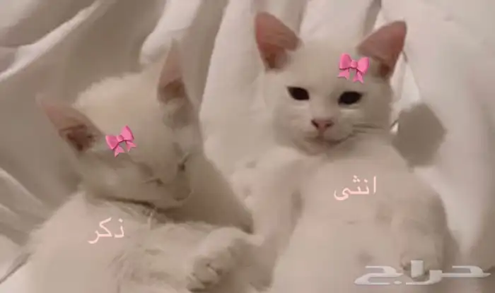 قطط للتبني 2