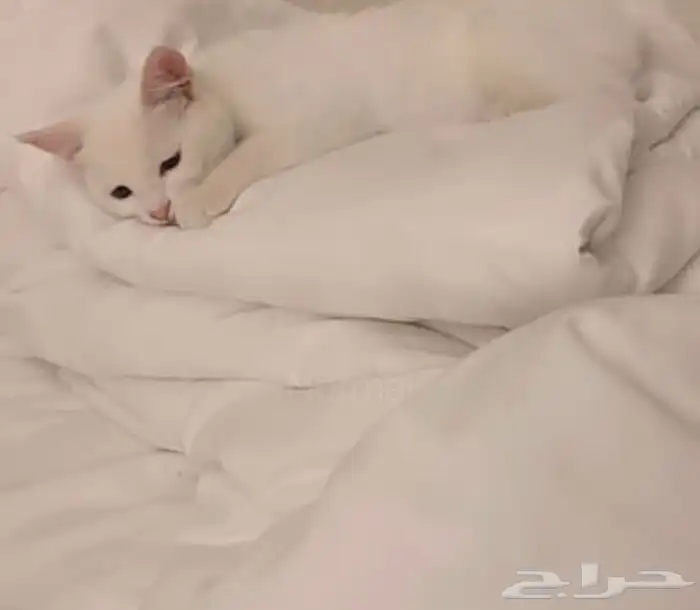 قطط للتبني 1