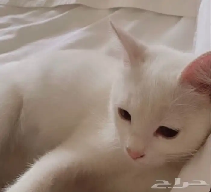 قطط للتبني 0