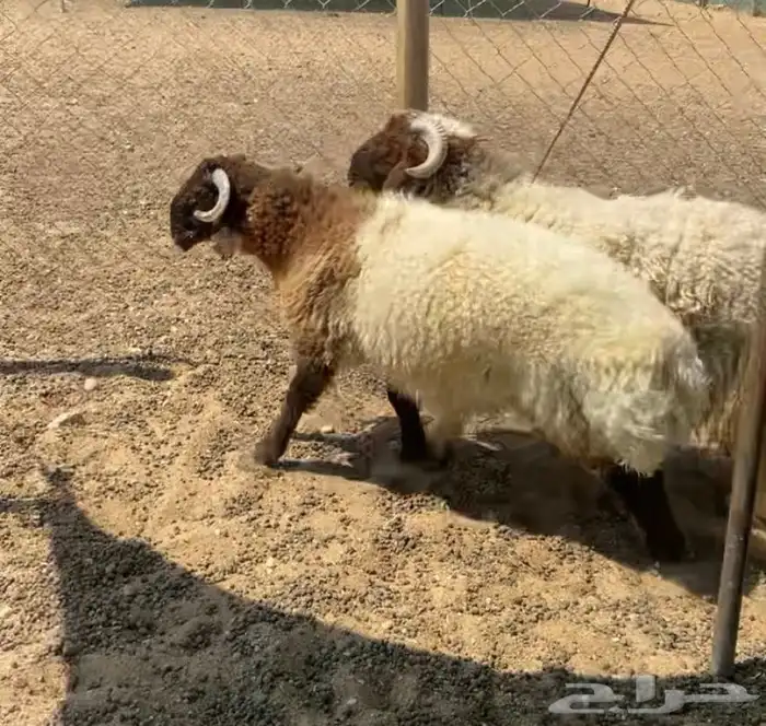طليان العدد 2 للبيع 2