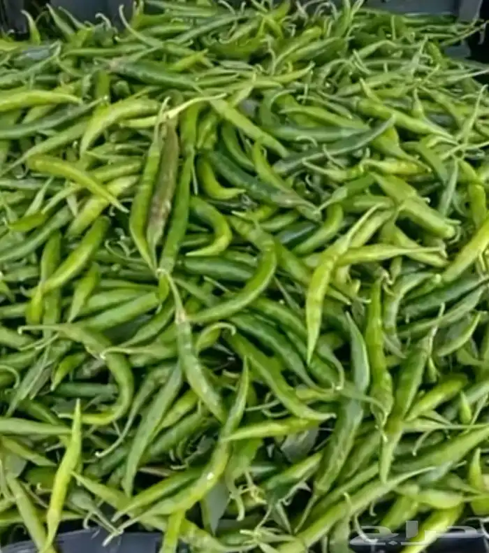 مطلوب مزرعة خضار 0