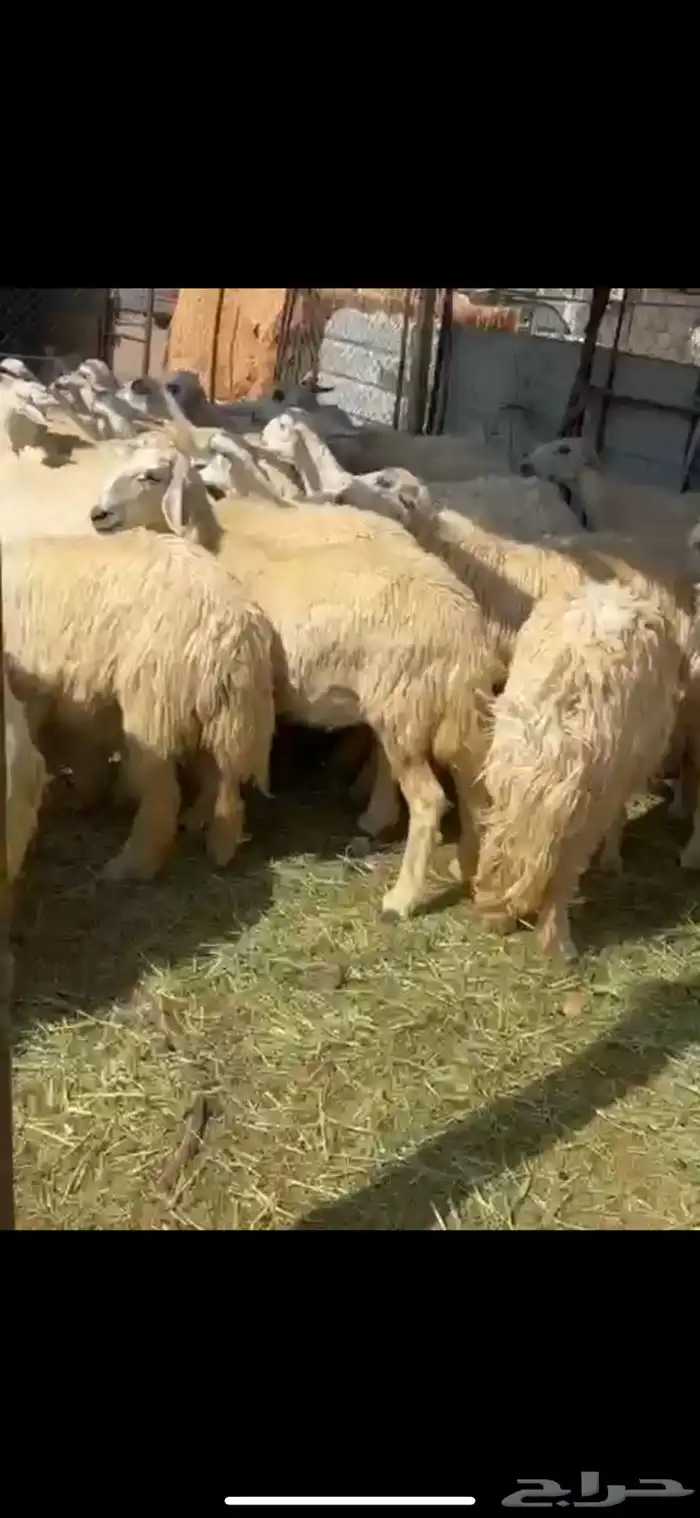 75 ضان اباكير اغلبها صغر. دفيع 6